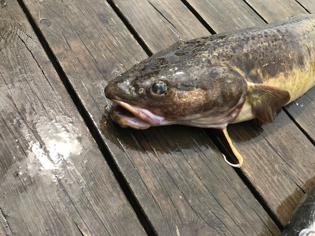 burbot