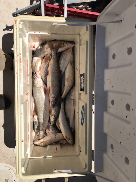 cooler full