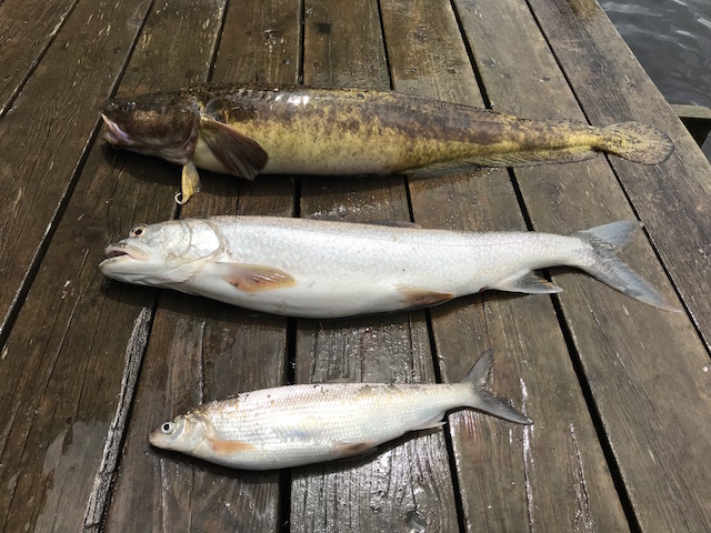 Three fish