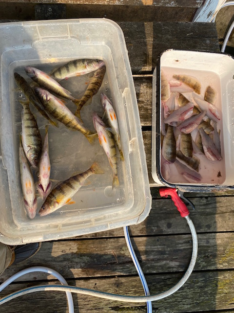 Perch