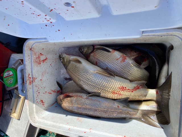 Box of fish
