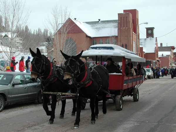 parade-horse